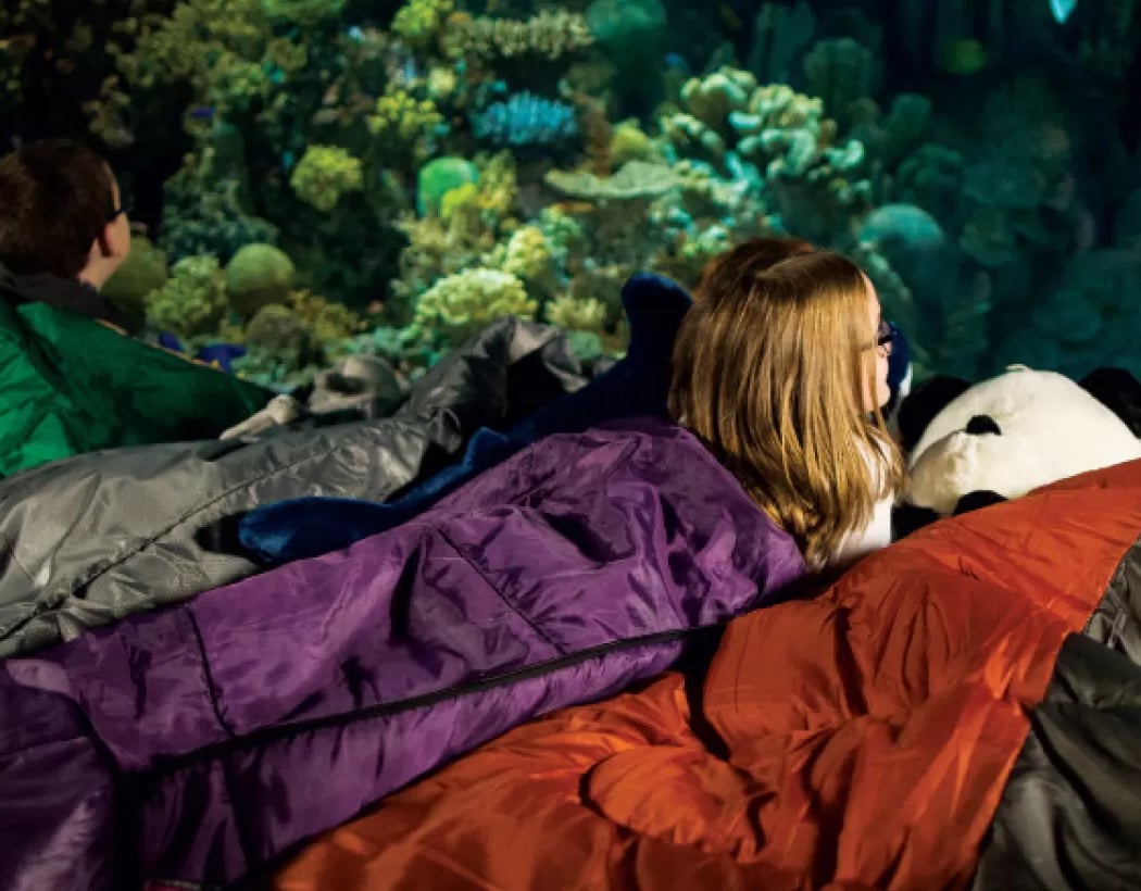Aquarium Sleepover 2