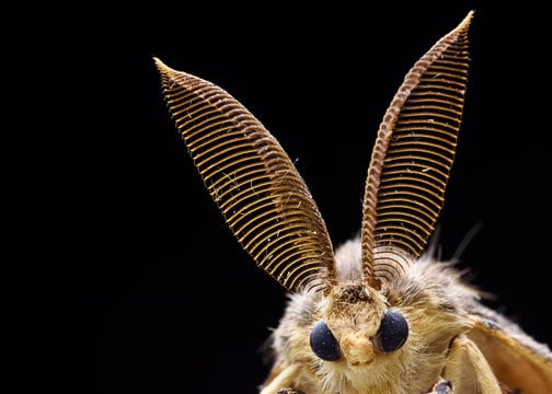 Moth Night at Mitchell Lake 2