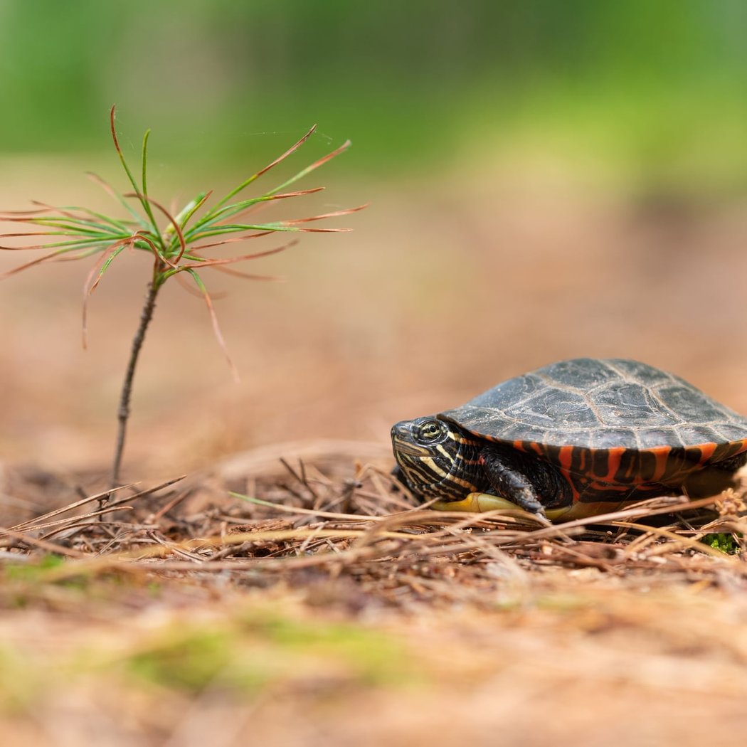 Turtle Trek: Meet and Search for Turtles 3