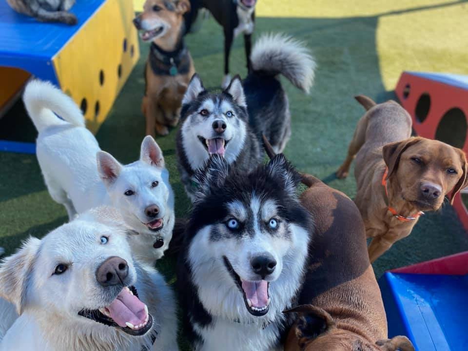 The Ranch Pet Resort & Spa 1