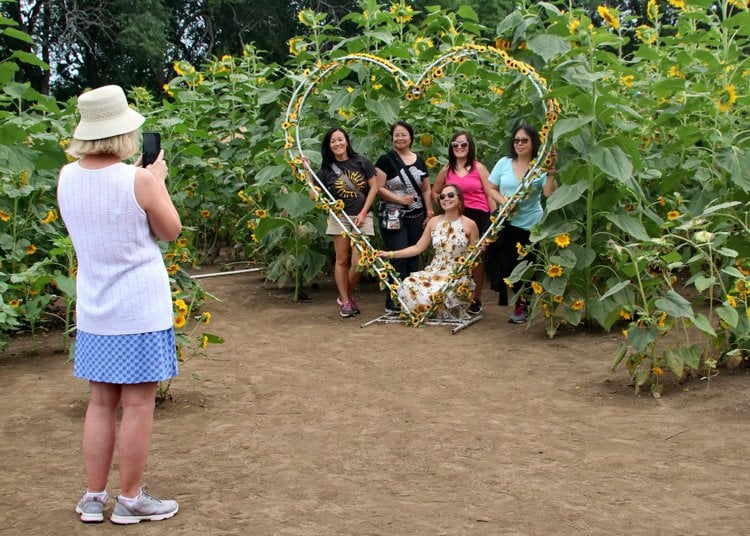 KC Sunflower Fest 2