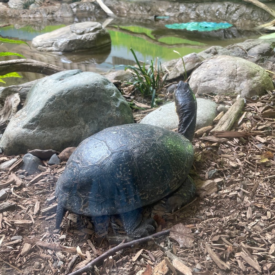 Belle Isle Nature Center 1
