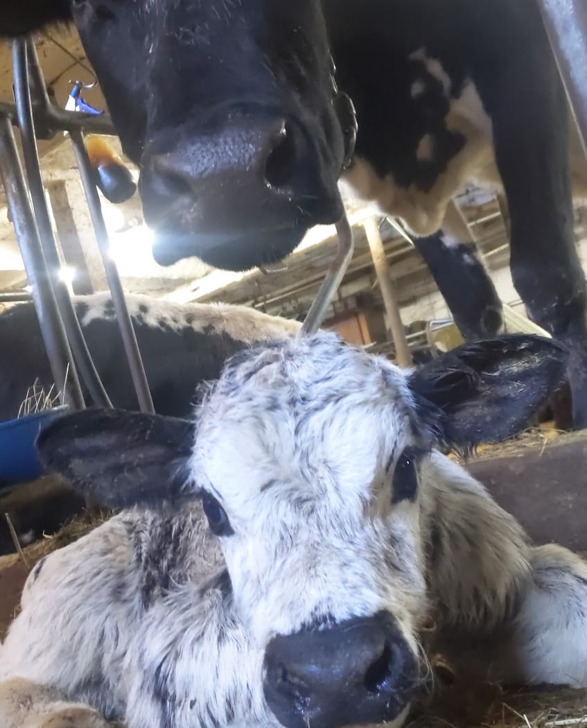 Tonjes Farm Dairy 3