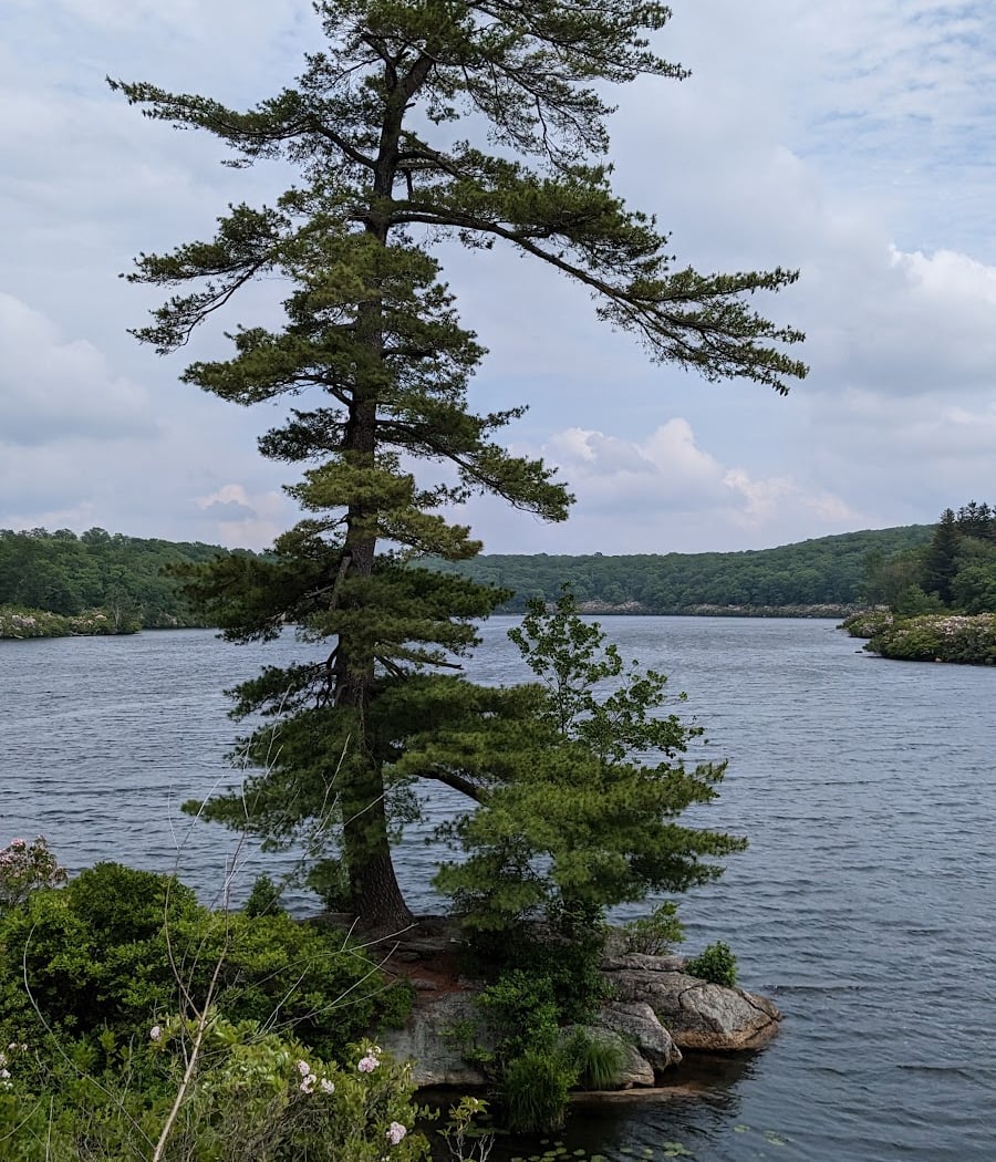 Pine Meadow Trail 1