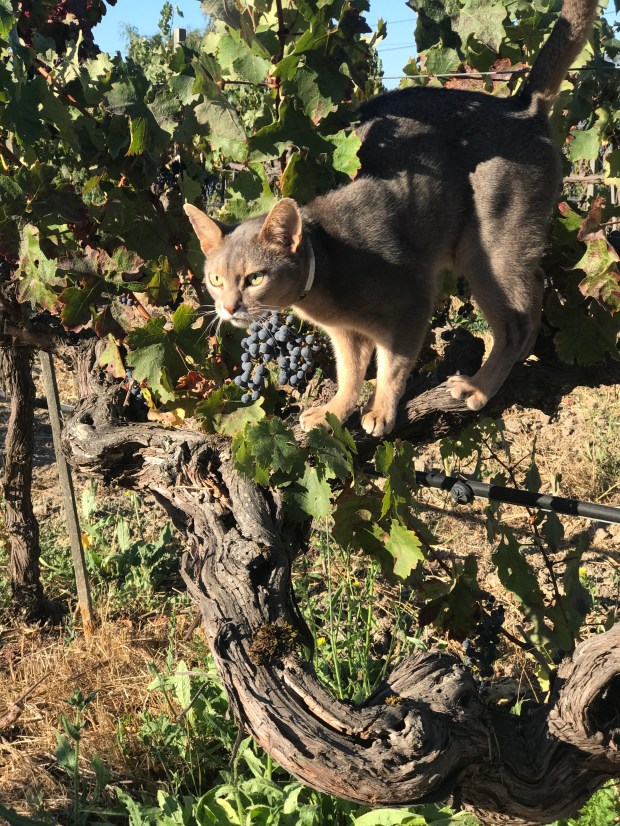 Coplan Vineyards and Villa 3
