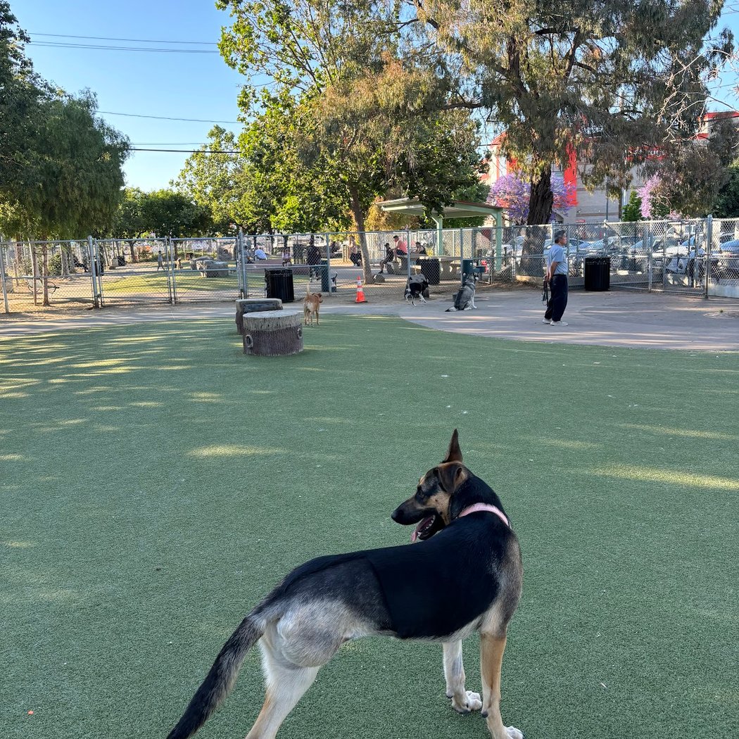 Reed Street Dog Park 2