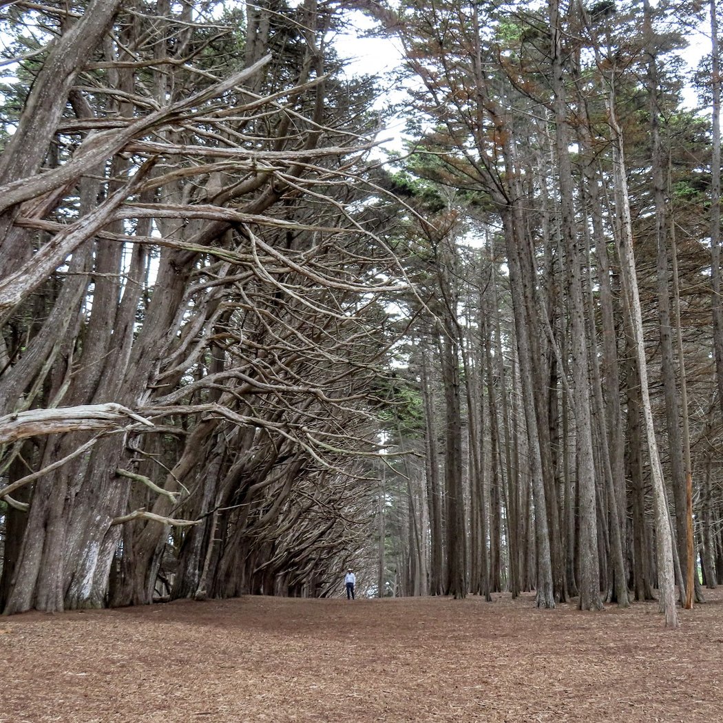 Seal Cove Cypress Tree Tunnel 2
