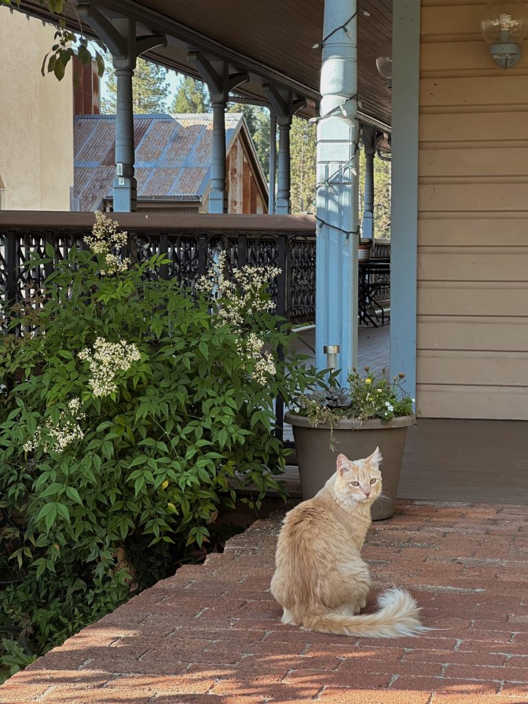 Nevada City 3