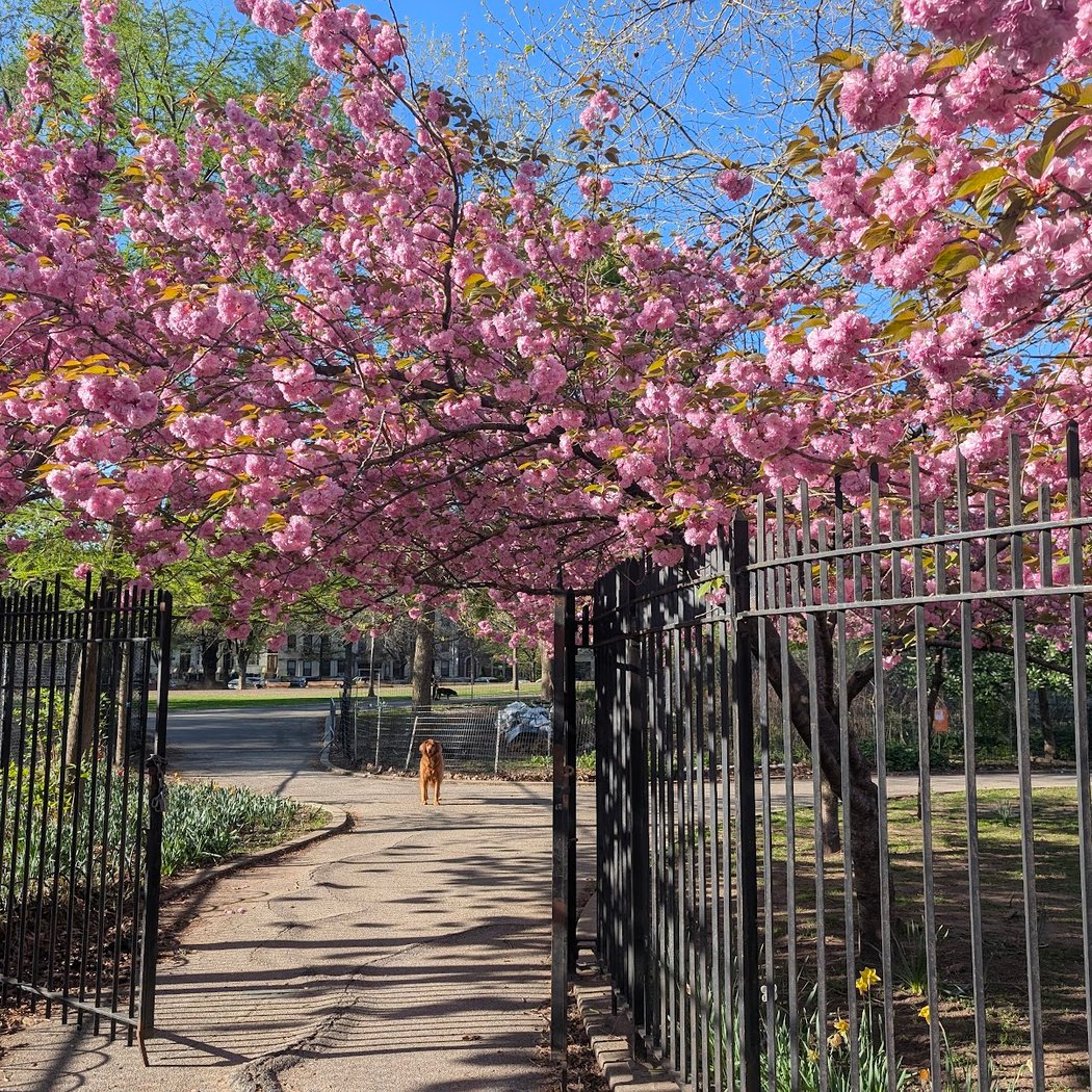 Brower Park 1