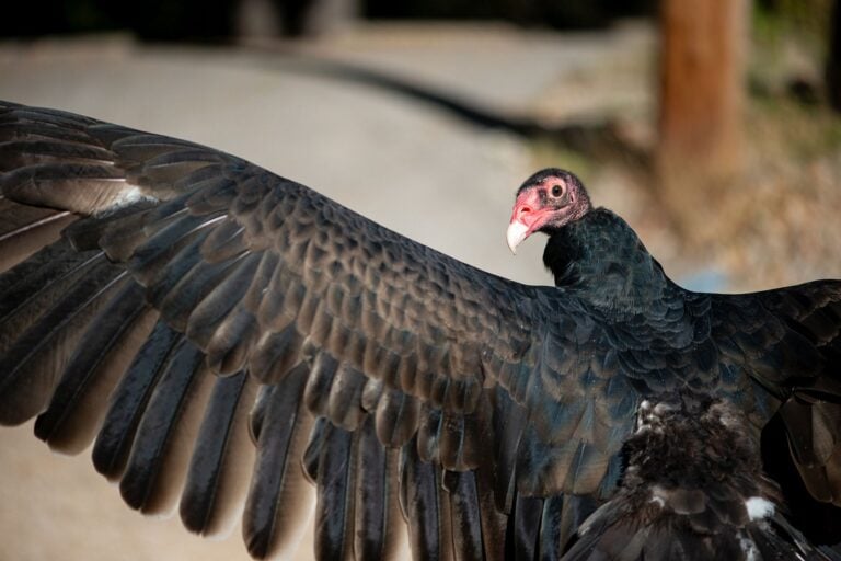 Flying Bird Show 2