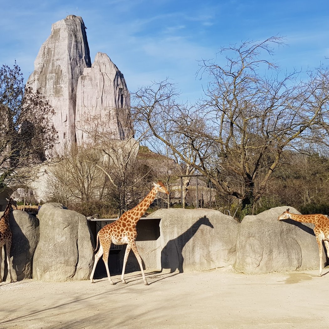 Paris Zoo Run 3