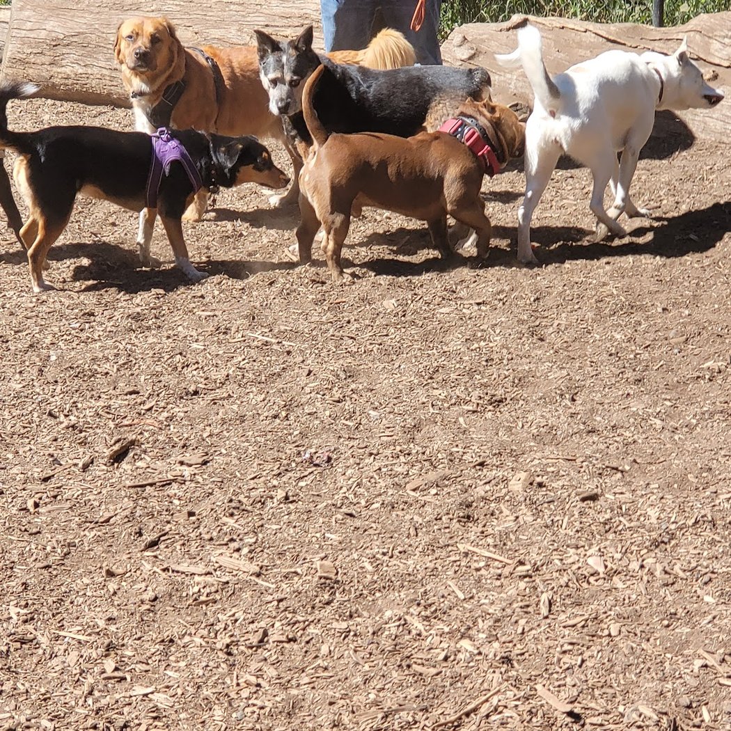 Joaquin Miller Dog Park 2