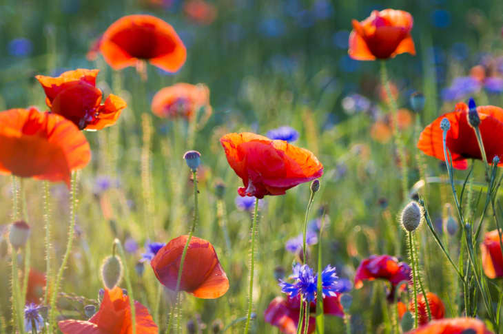 Weekly Wildflower Walk 3