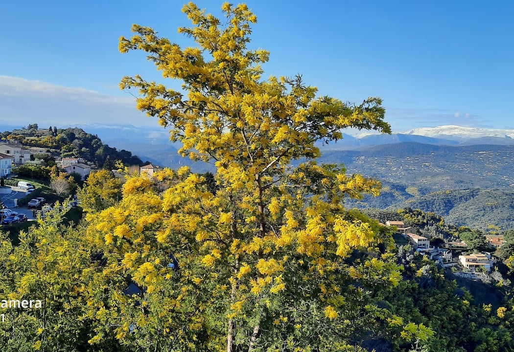 Av. des Mimosas 1