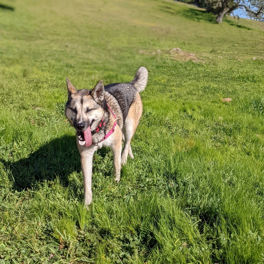 Hiking with Kids in Marin: Mount Burdell Open Space Preserve 2