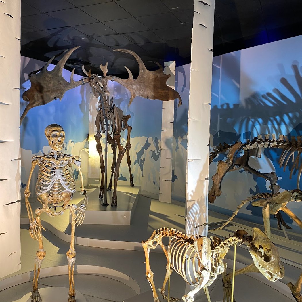 Muséum de Toulouse 1