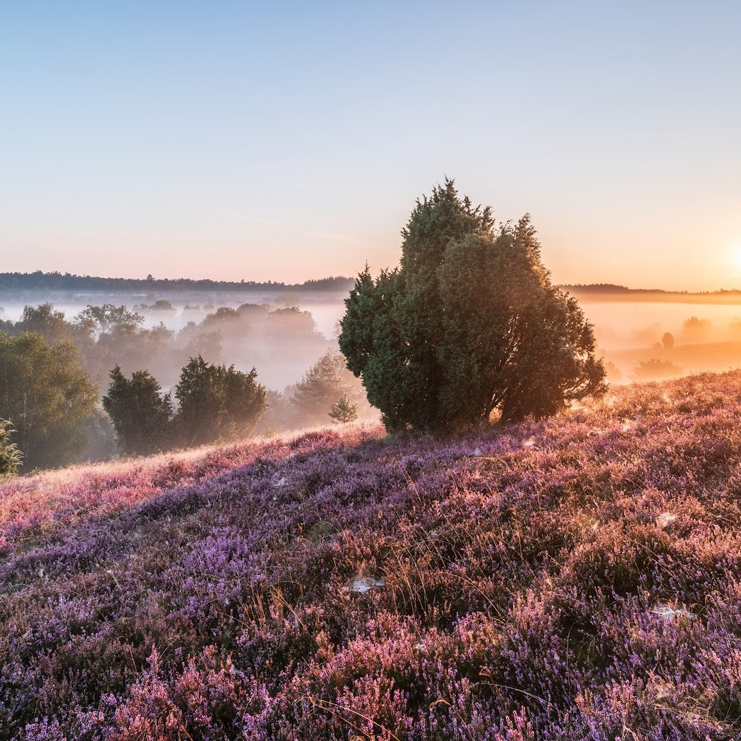 Lüneburg Heath 1