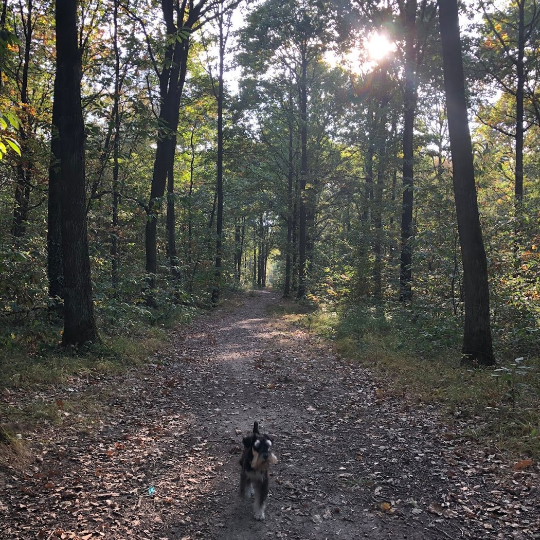 Forêt Domaniale de Notre Dame 5