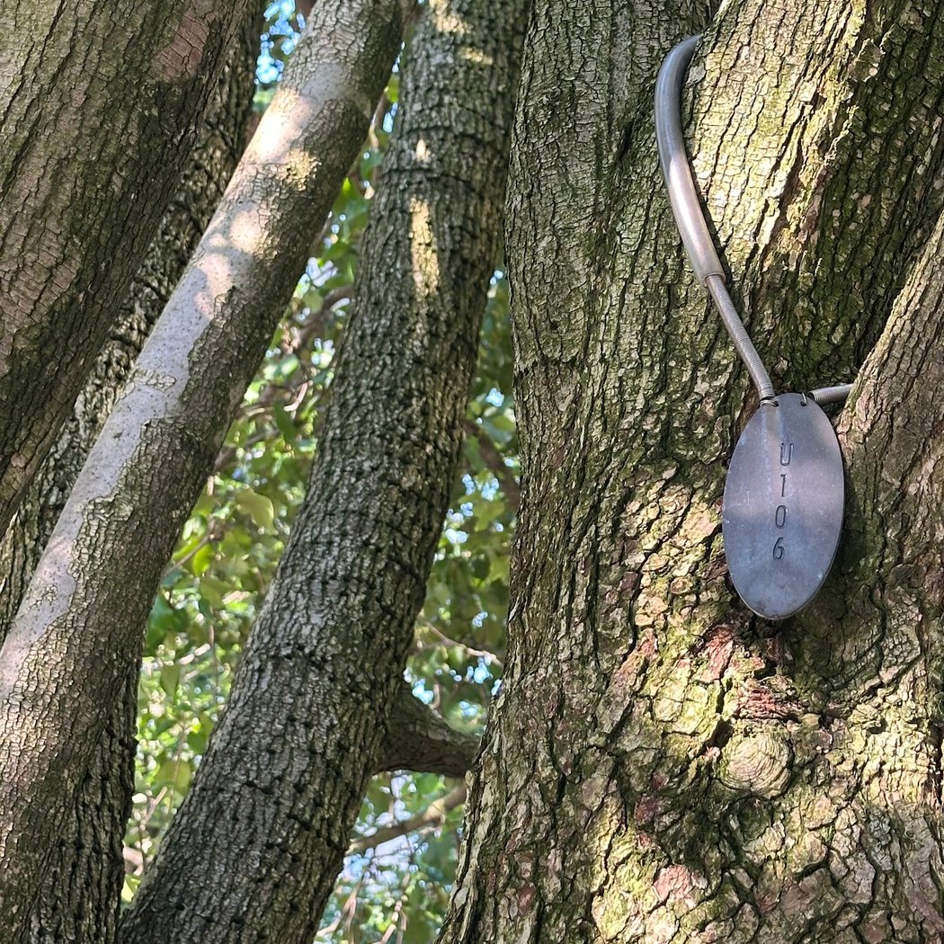 Survivor Tree 3