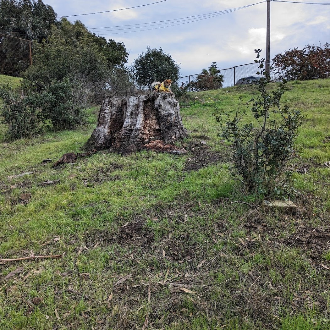 Mira Vista Field 3