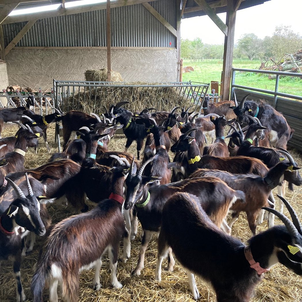 Visite de la ferme Kermadeleine rando fourchette 3