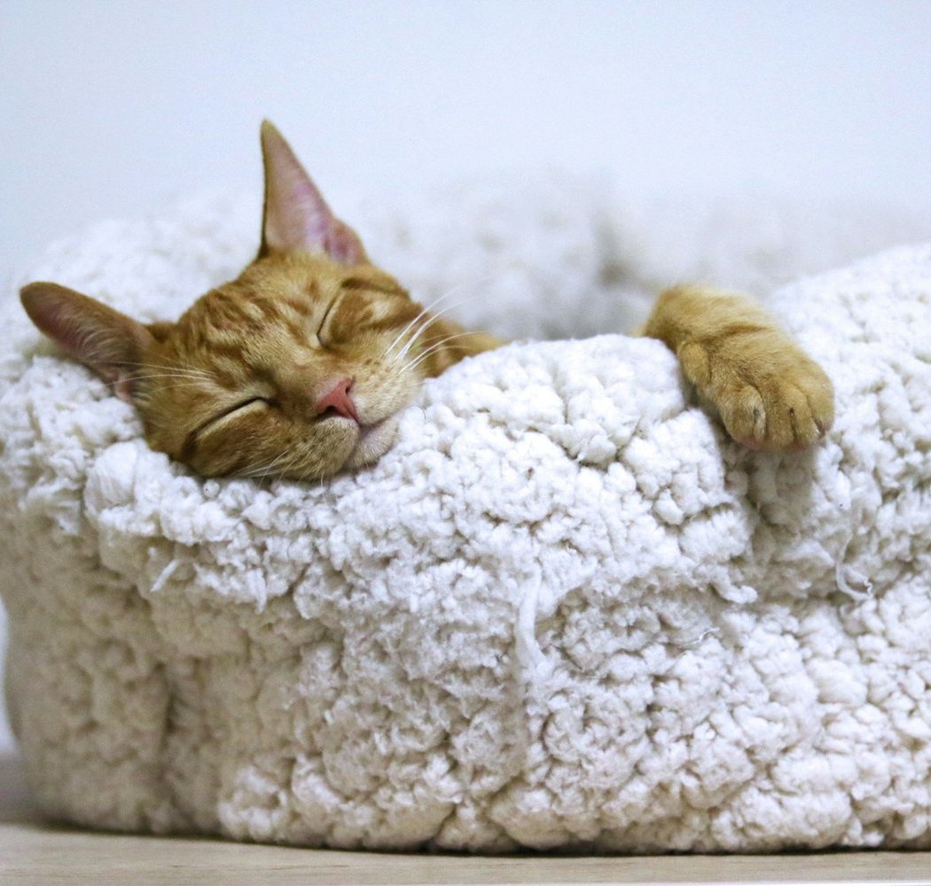 Yoga Nidra Immersion: 4 Week Series 1