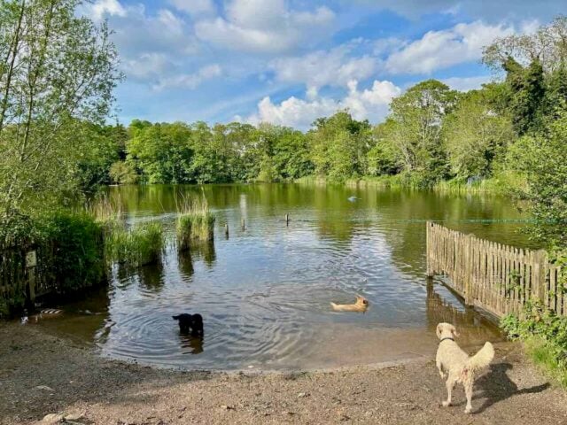 Hampstead Heath 4