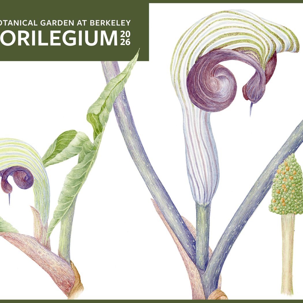 UCBG Florilegium Exhibition 2