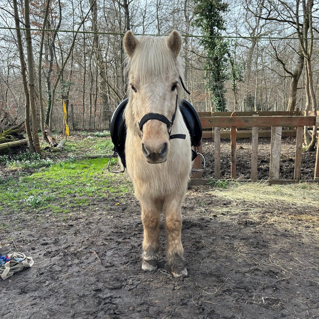 Epona Club Nature Saint-Germain-en-Laye 3