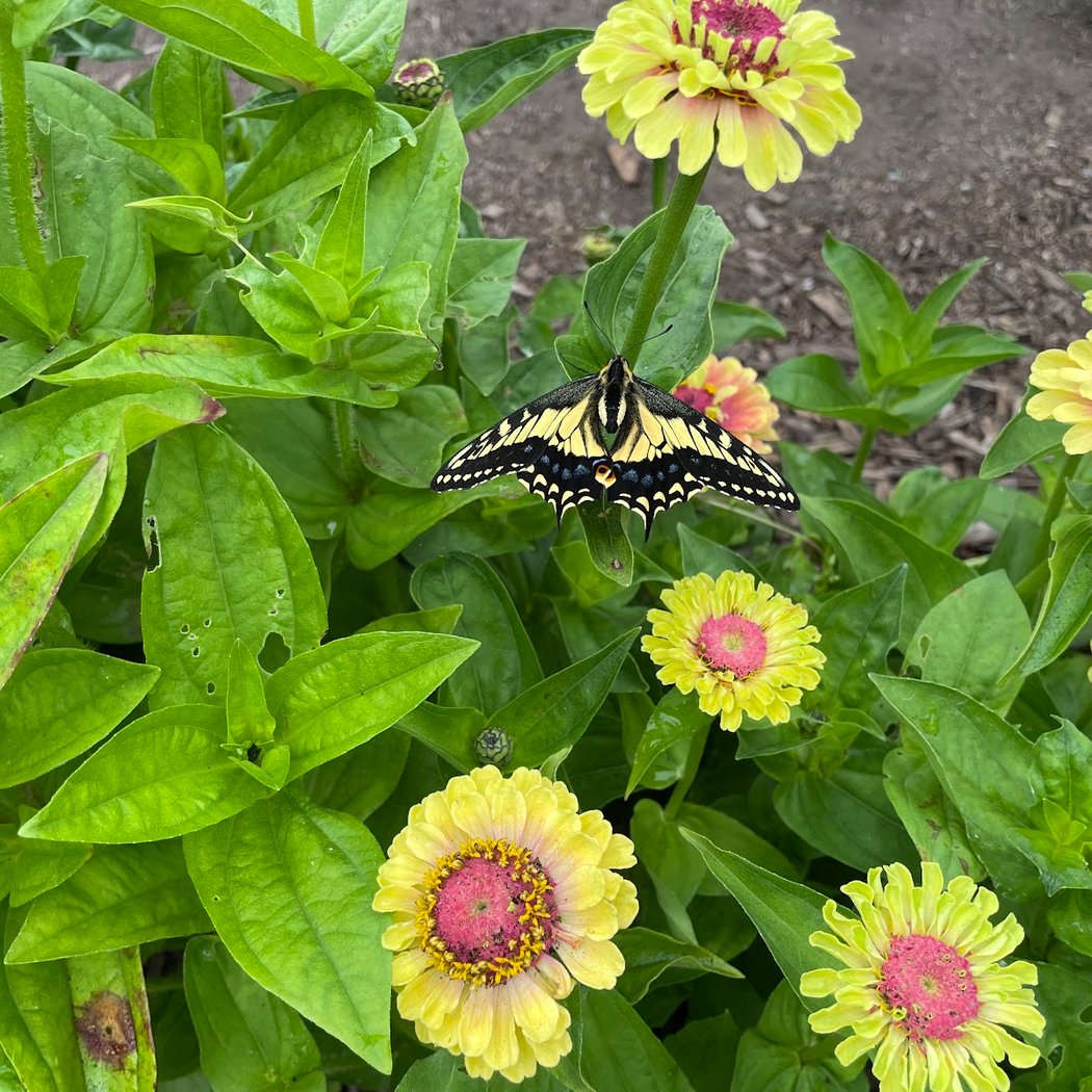 Sisterhood Gardens 1