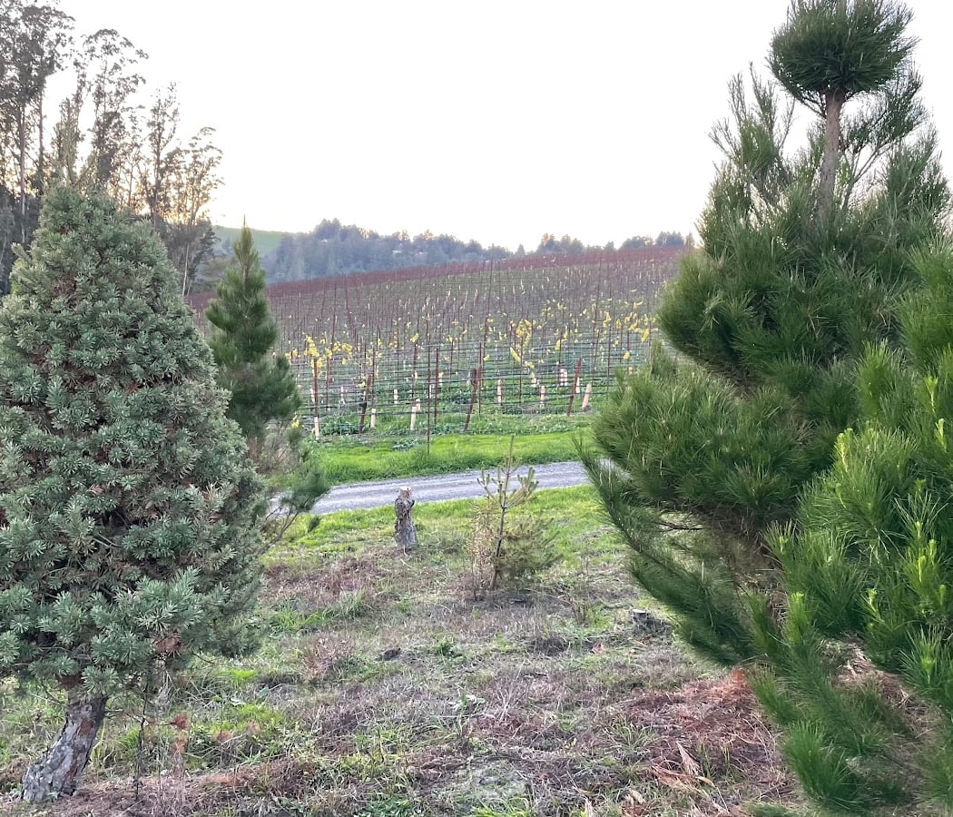 Frosty Mountain Tree Farm 3