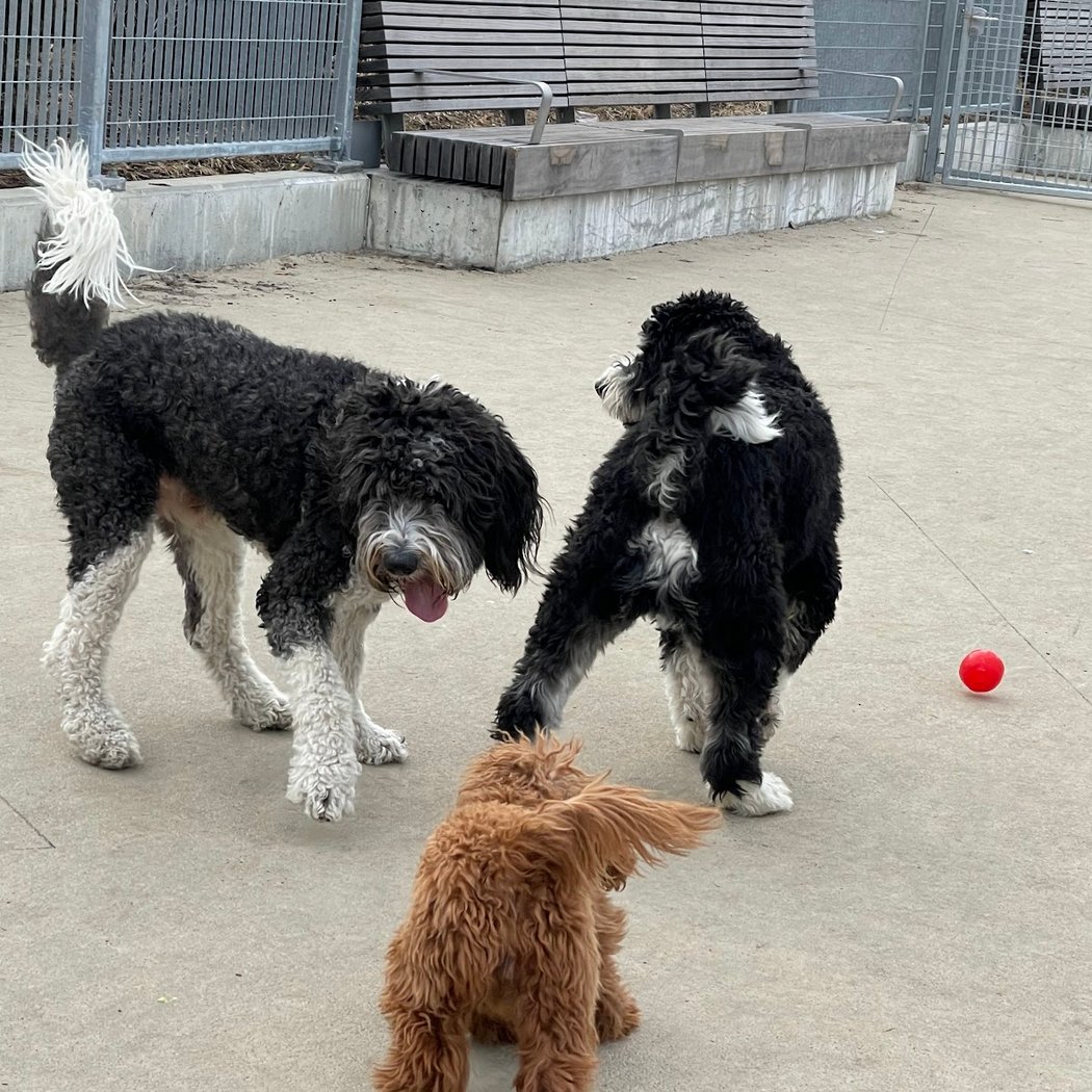 Gansevoort Peninsula Small Dog Park 1