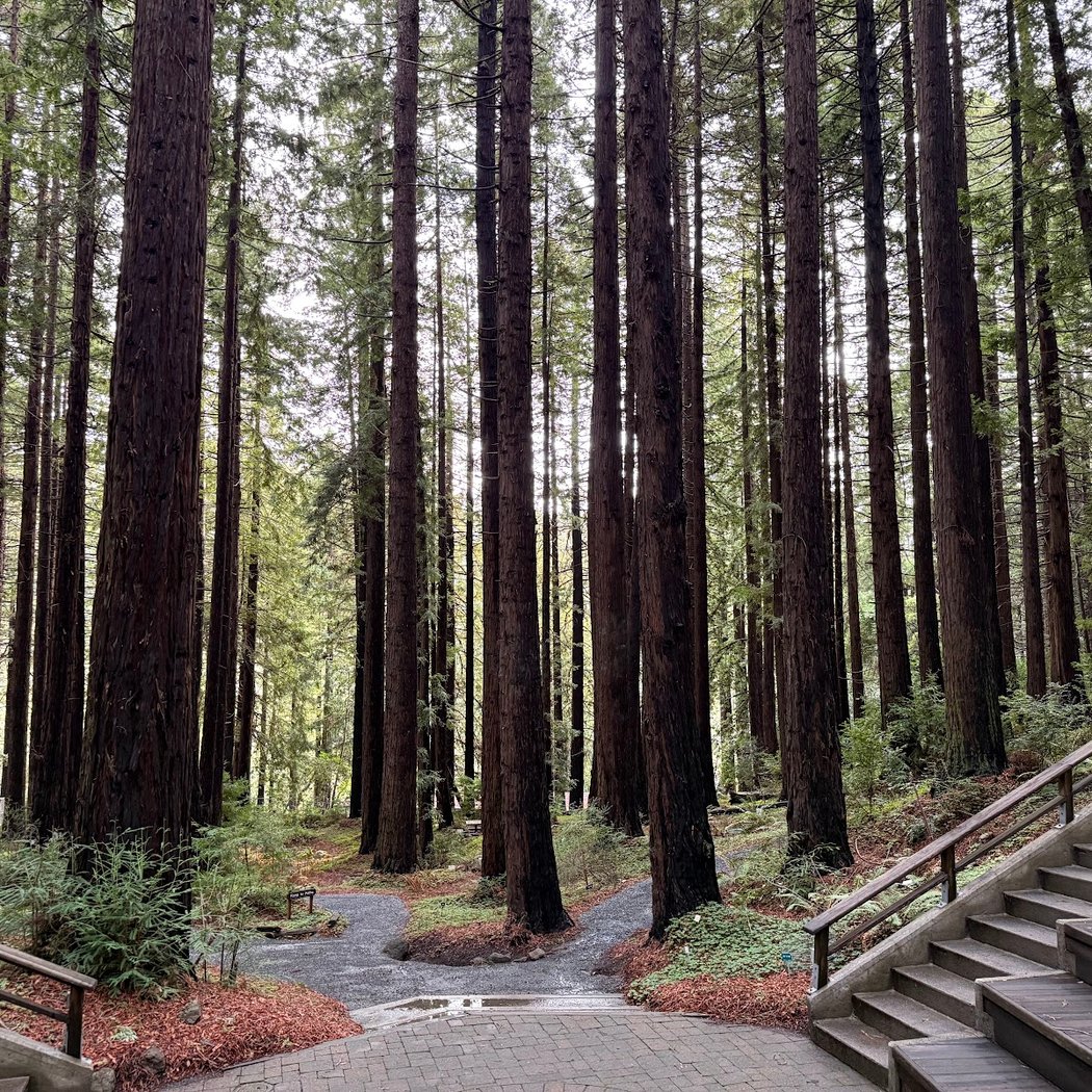 REDWOOD GROVE CONCERT: Carla Kihlstedt 2