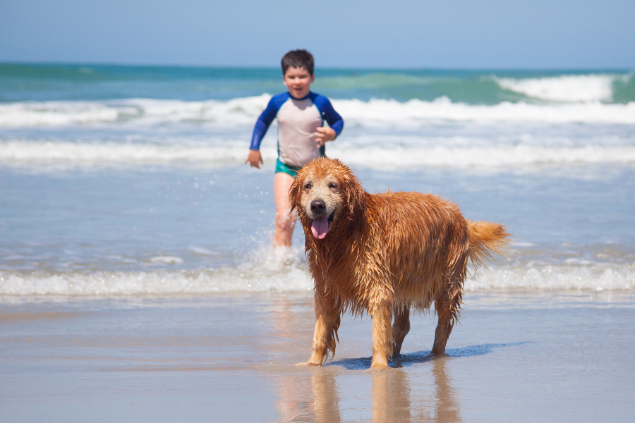 Rosie's Dog Beach 2