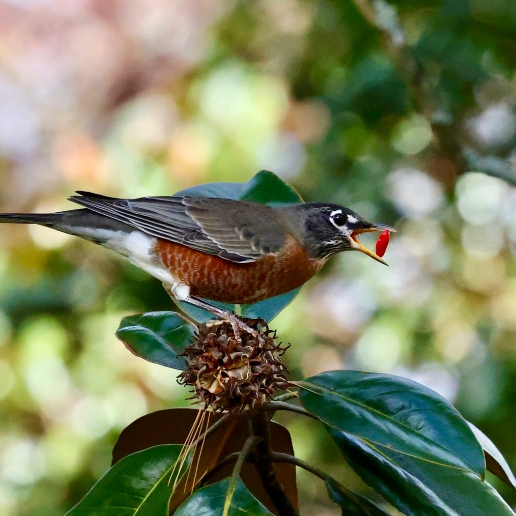 Bird Walk with Christian Walker 2