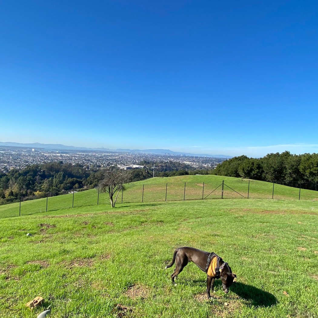 Knowland Park Open Space 1