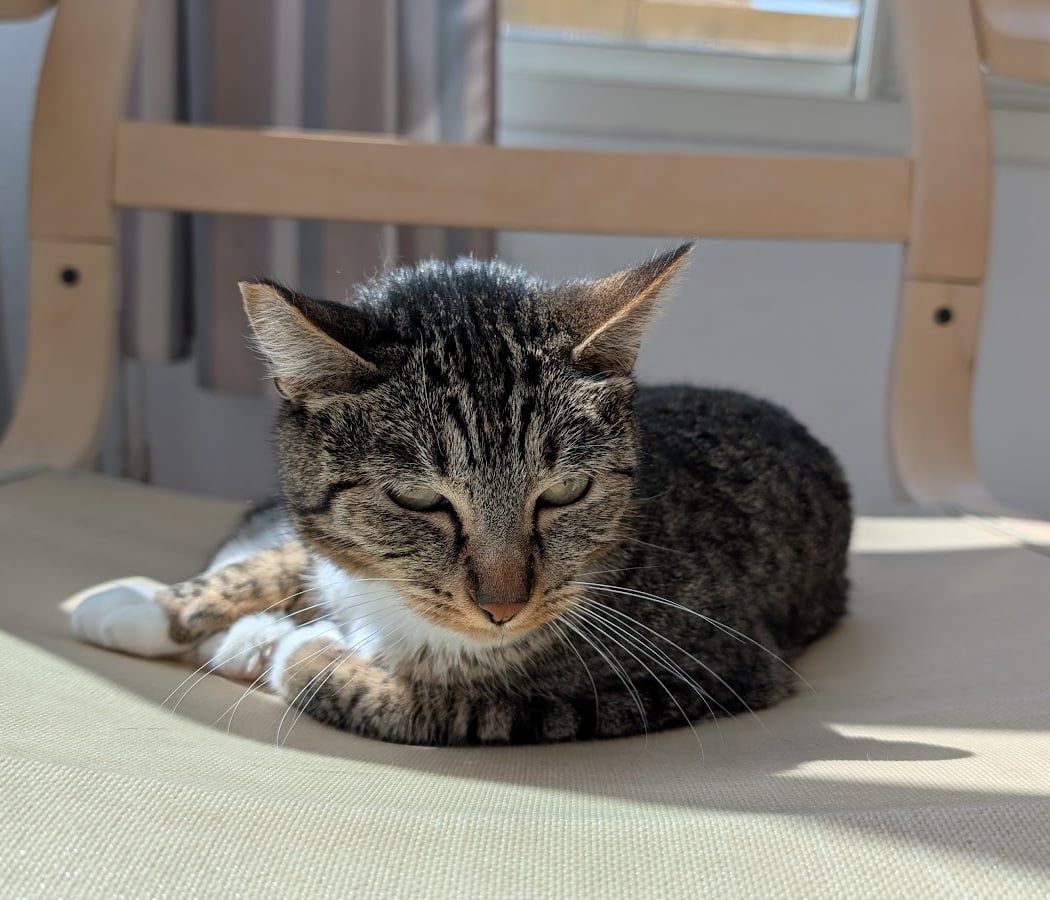 Community Concern For Cats 3
