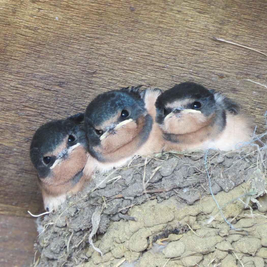 Birds and Their Nests 1