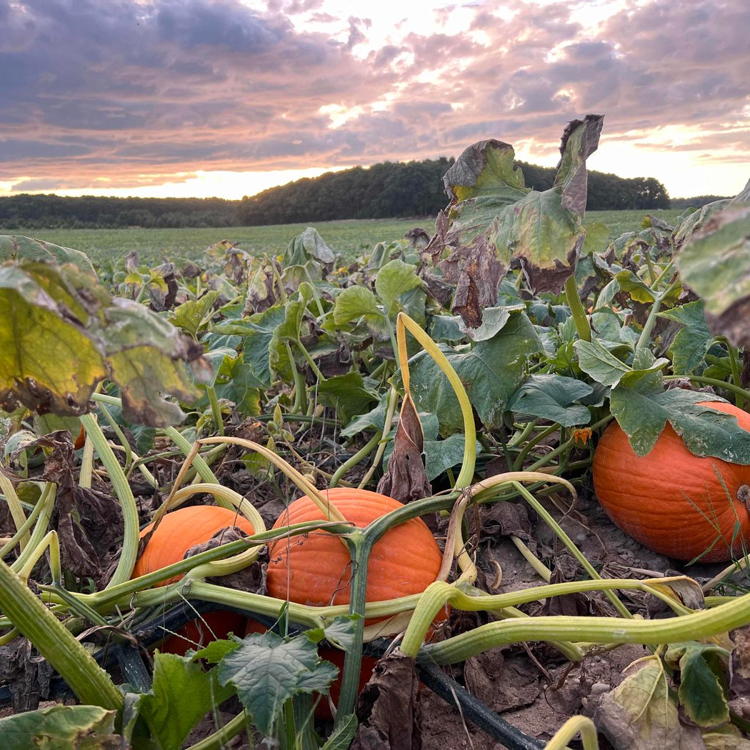 Lewin Farms 2