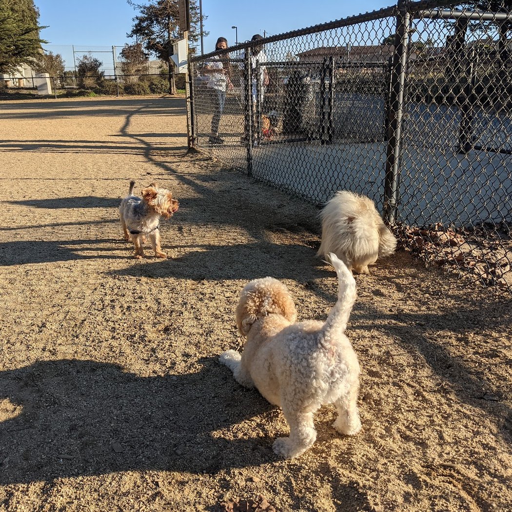Centennial Dog Park 3