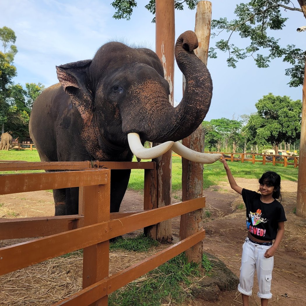 Dubare elephant camp 1