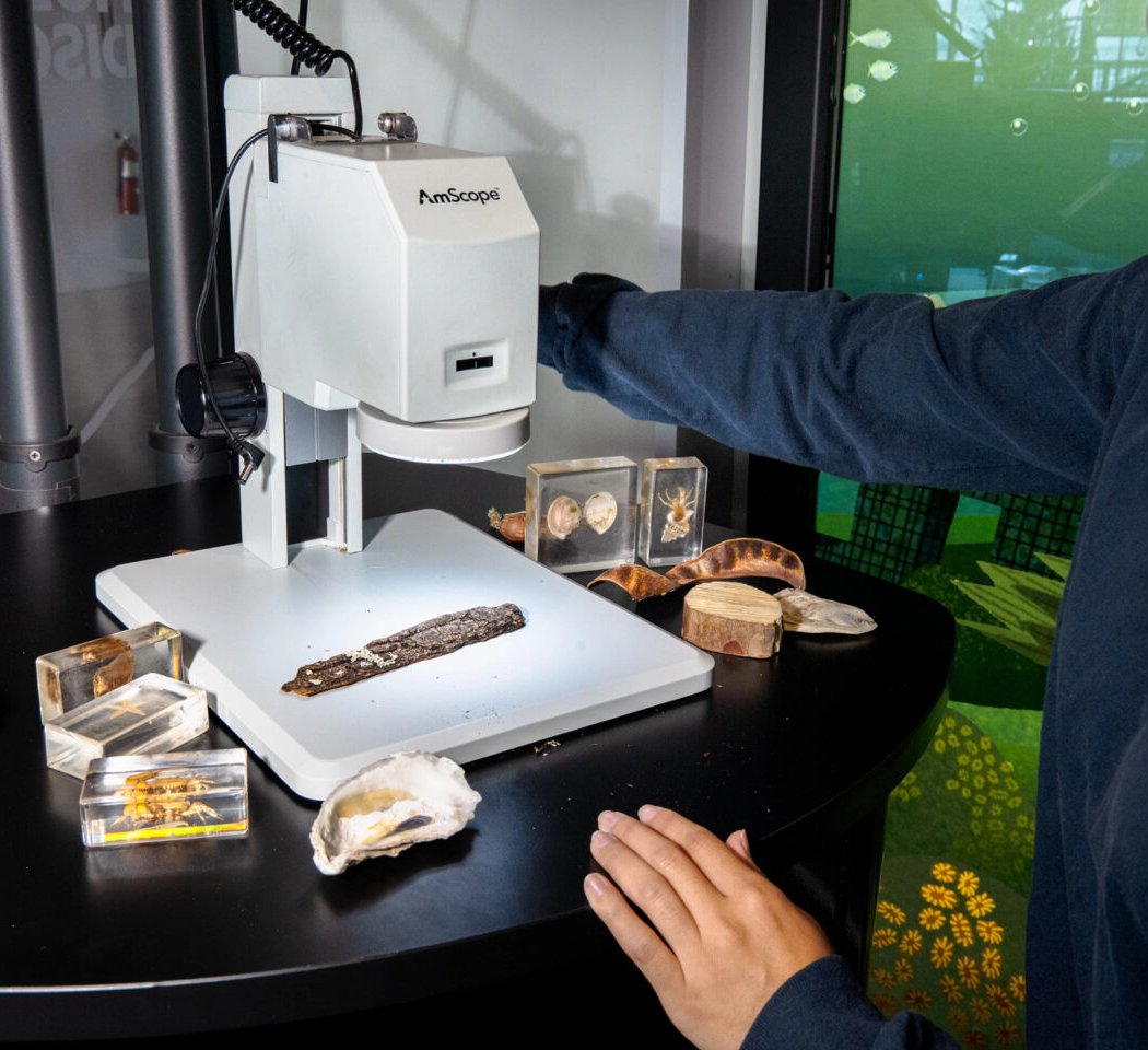Guided Gallery Hours at Discovery Tank 1