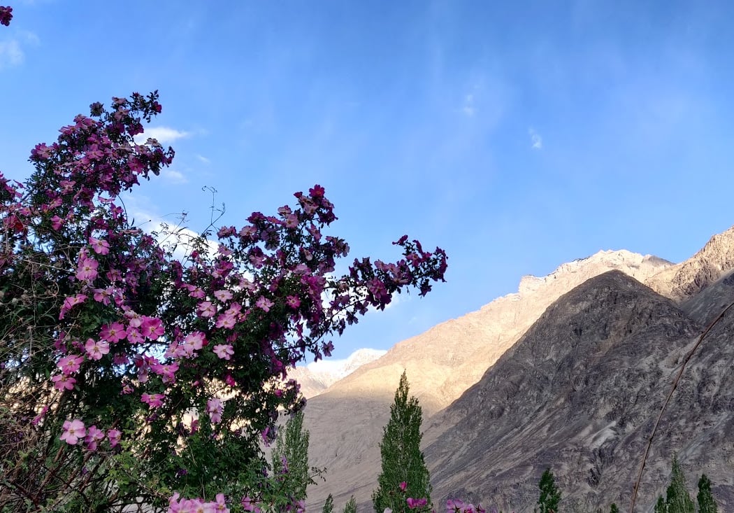 Leh 3