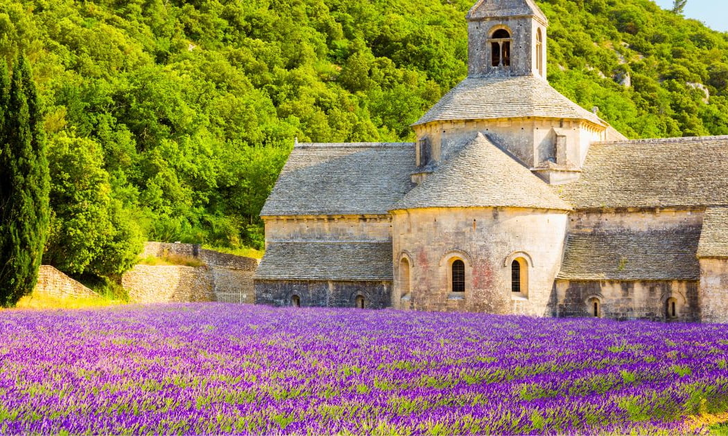Lavender Fields 3
