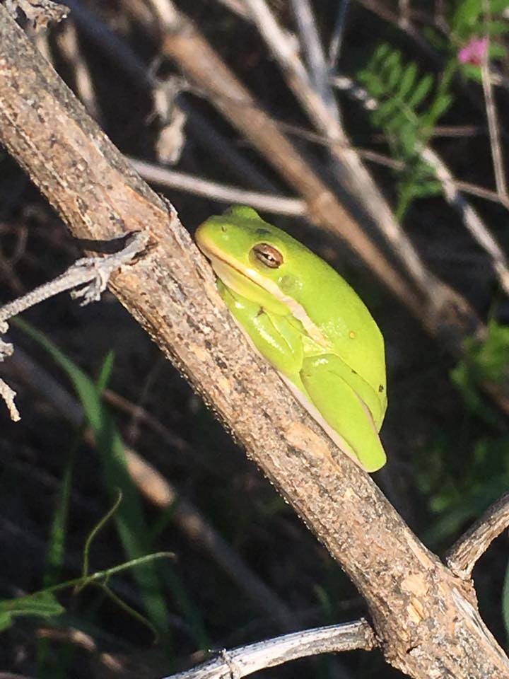 Nature Story Time 2