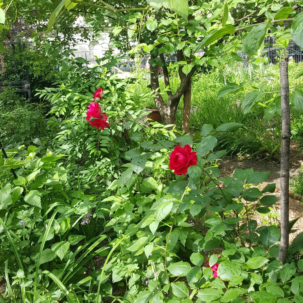 Amsterdam Garden 2