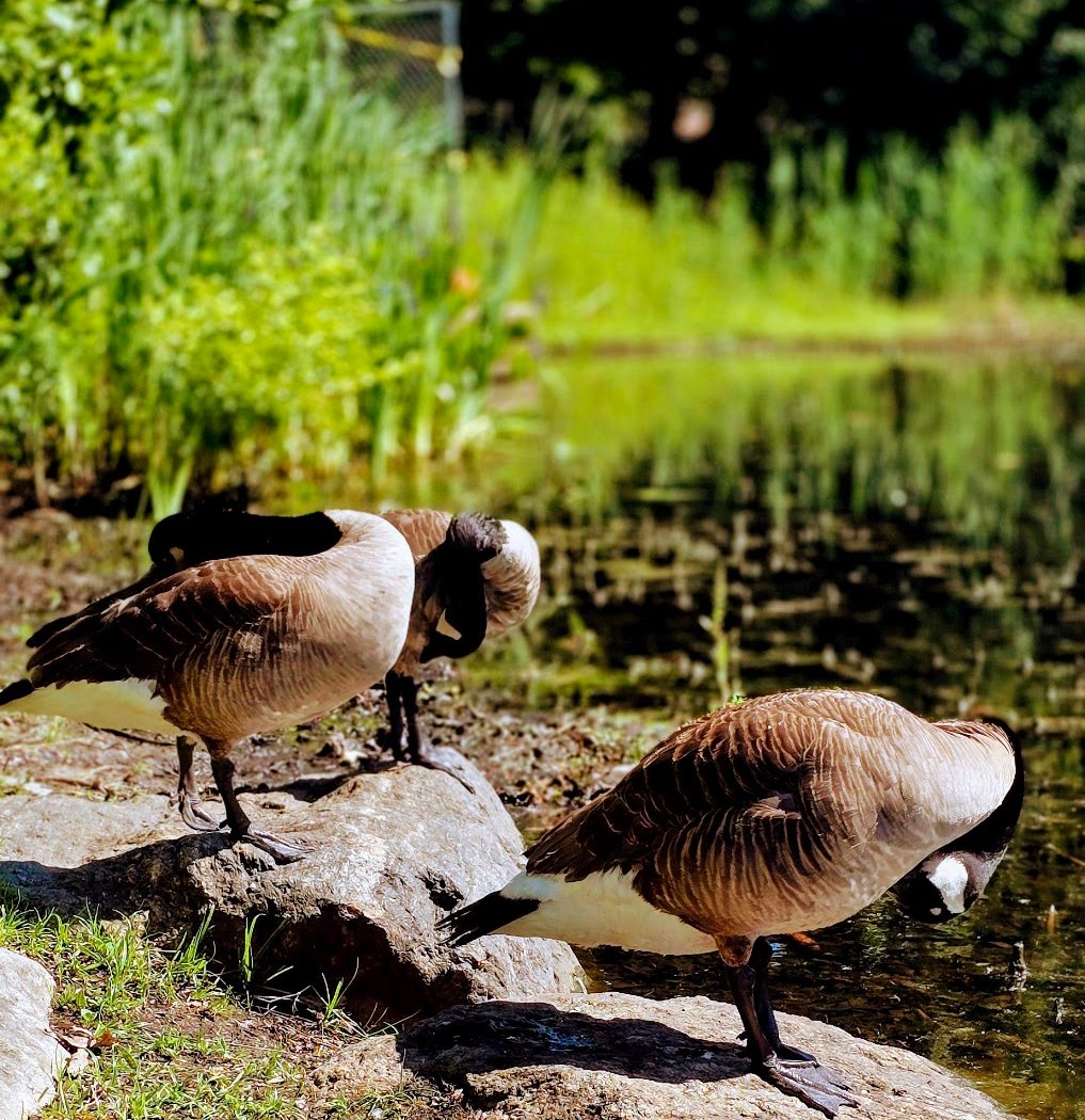 Intro to Birding 1
