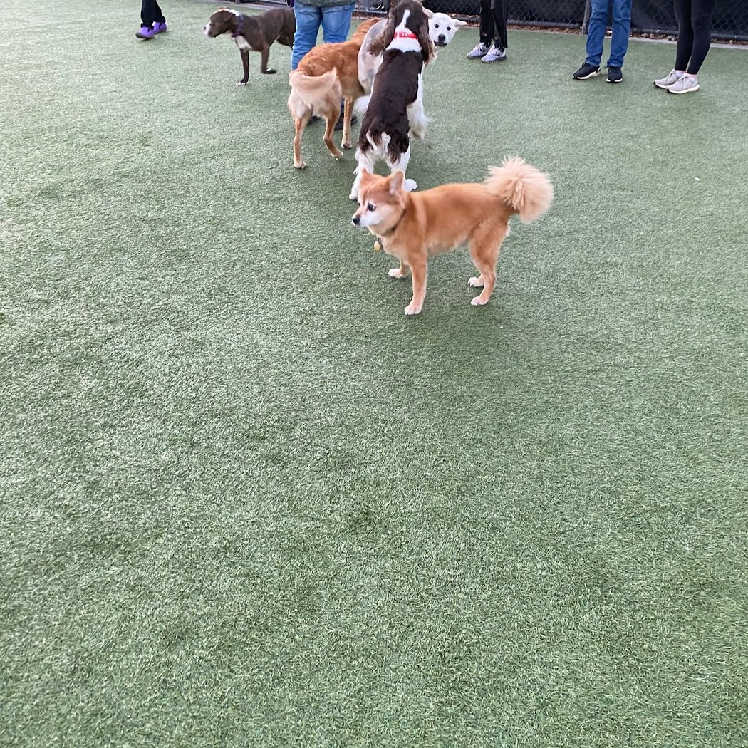 Walter Haas Dog Play Area 3