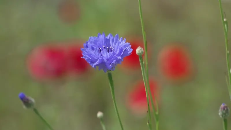 Herbarium des Remparts 2