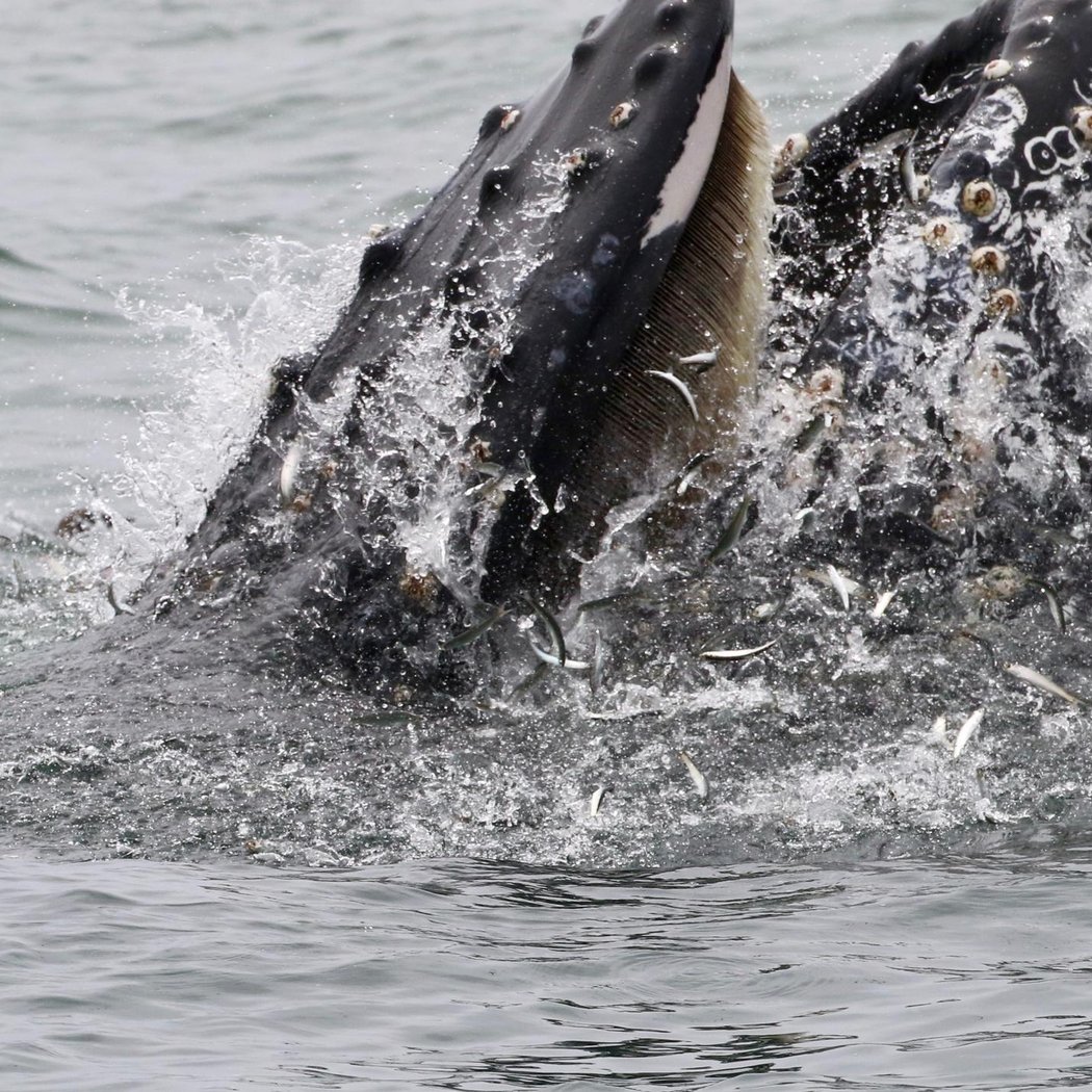 SF Bay Whale Watching